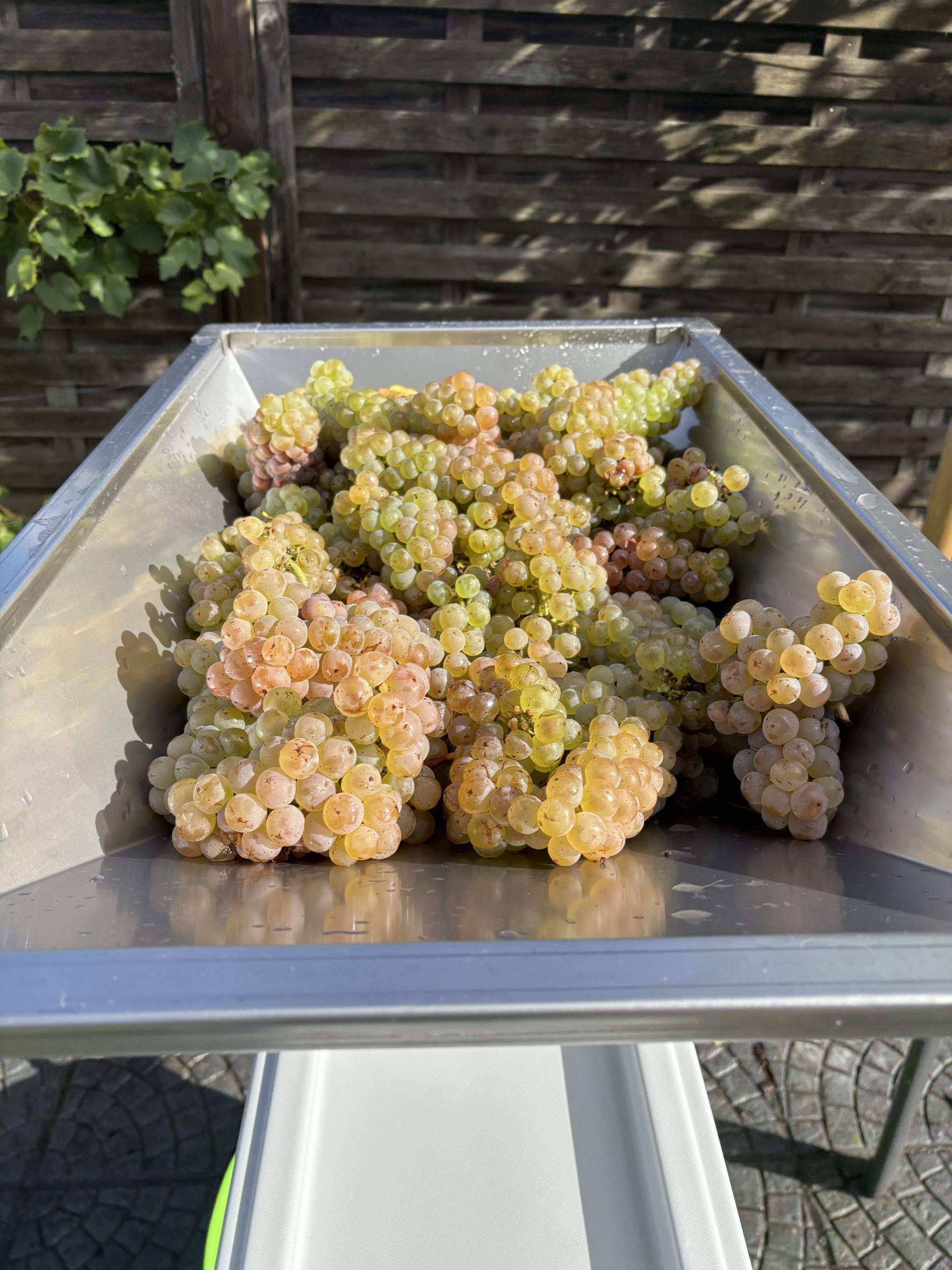 Witte wijn